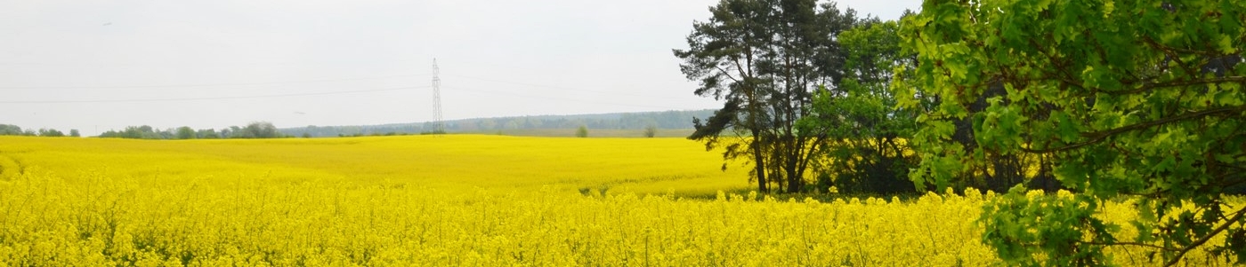 widok na żółte pola rzepaku